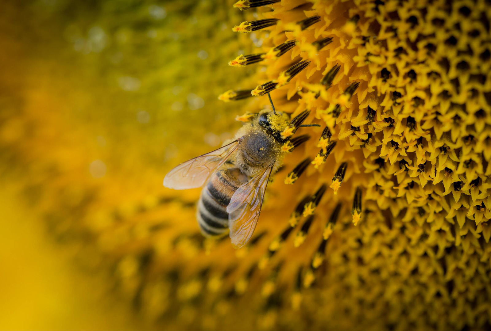 Giải mã bí ẩn mơ thấy tổ ong là điềm gì
