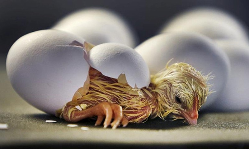 Giải mã ý nghĩa của giấc chiêm bao thấy trứng