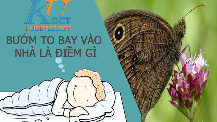 Khám phá bướm to bay vào nhà là điềm gì và con số may mắn?