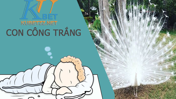 Nằm ngủ chiêm bao thấy con công trắng đánh con lô gì trúng lớn?