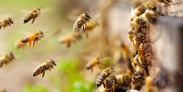 Mơ thấy ong hoặc mơ thấy tổ ong thì nên đánh con gì?