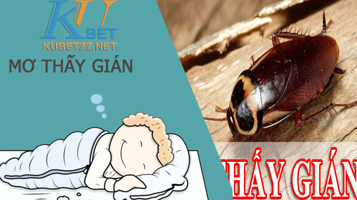 Mơ thấy gián là điềm gì tốt hay xấu? Đánh con số gì?