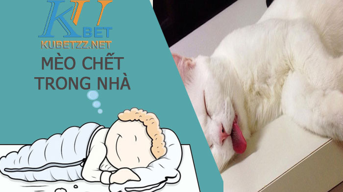 Mơ mèo chết trong nhà có điềm gì? Đánh số mấy?