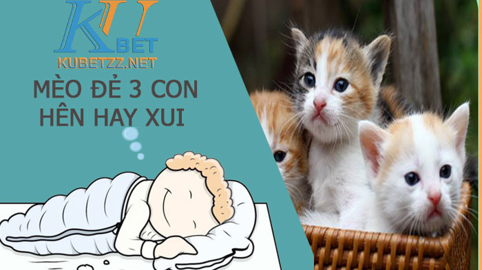 Mèo đẻ ba con hên hay xui? Nên đánh lô gì trúng lớn