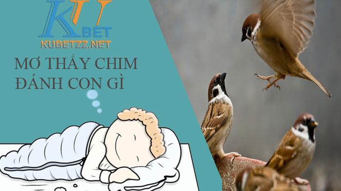 Mơ thấy chim đánh con gì để có thể đổi vận, may mắn?