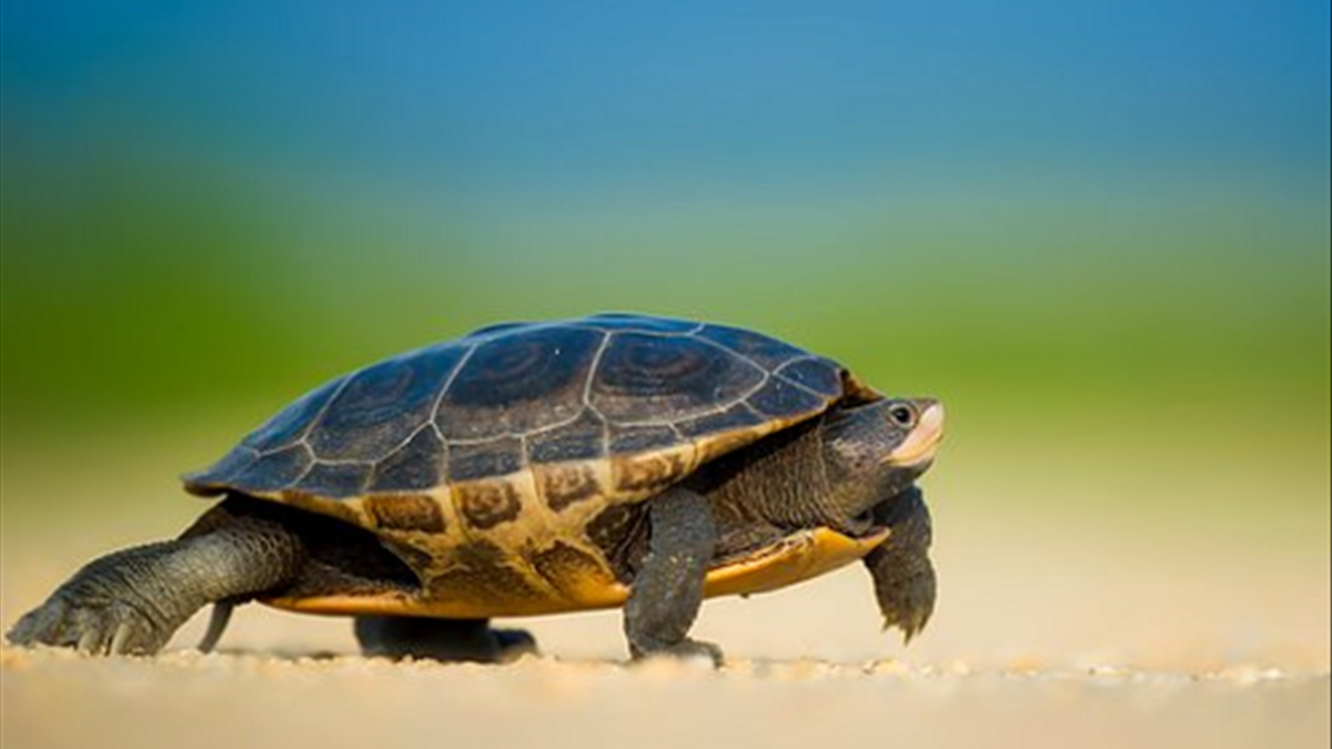 Điềm báo gì khi chiêm bao thấy rùa?