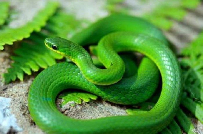 Ngủ mơ thấy rắn xanh mang tới điềm báo gì?