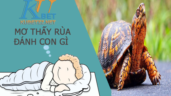 Mơ thấy rùa đánh con gì để có thể trúng lớn, thắng đậm?