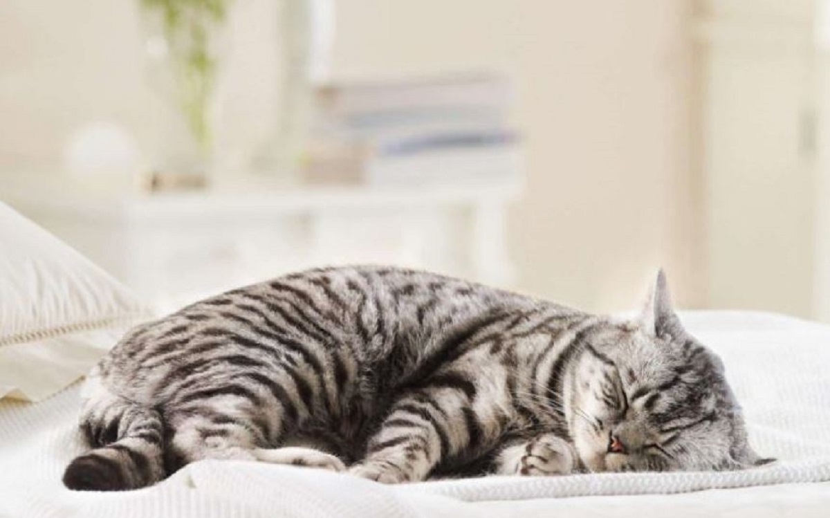 Mèo chết trong nhà có đem đến vận may hay xui xẻo?