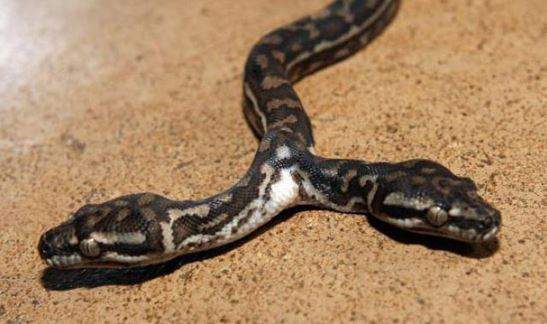 Đánh con gì dễ trúng khi ngủ mơ thấy rắn đen